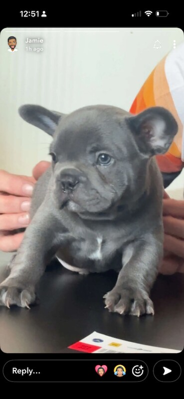 French Bulldog puppies