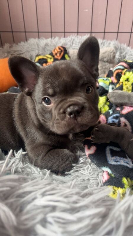 French Bulldog puppies - Image 2 of 6