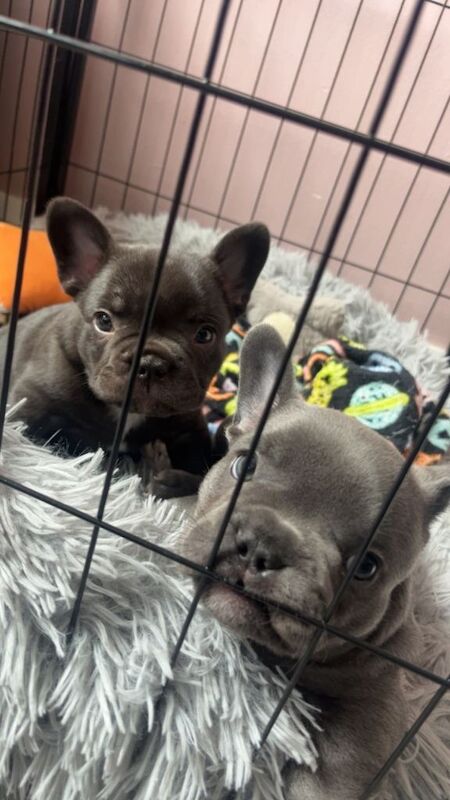 French Bulldog puppies - Image 3 of 6