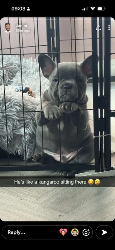 French Bulldog puppies - Image 4 of 6