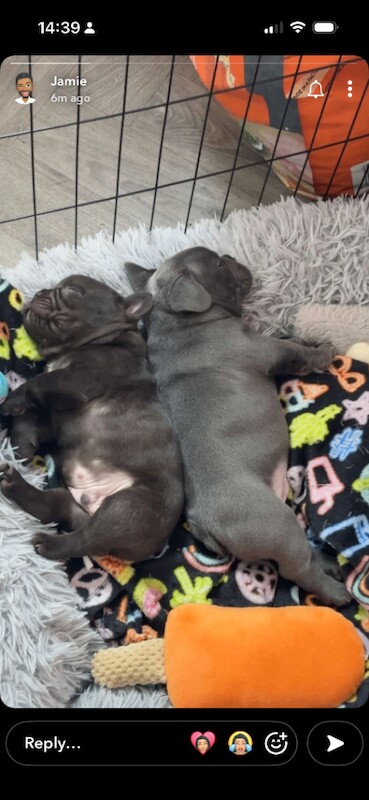 French Bulldog puppies - Image 5 of 6