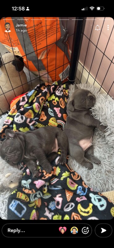 French Bulldog puppies - Image 6 of 6