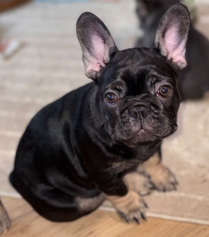 French bulldog puppies