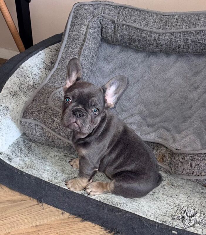 French bulldog puppies - Image 2 of 4