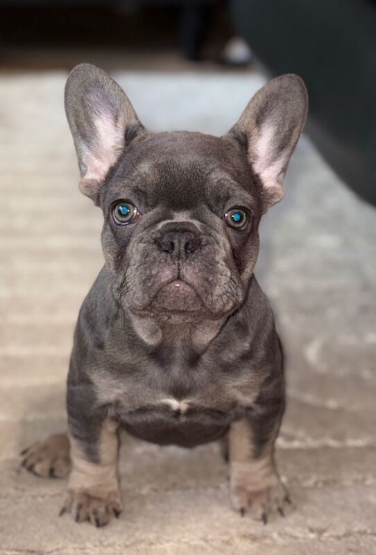 French bulldog puppies - Image 3 of 4