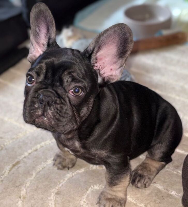 French bulldog puppies - Image 4 of 4