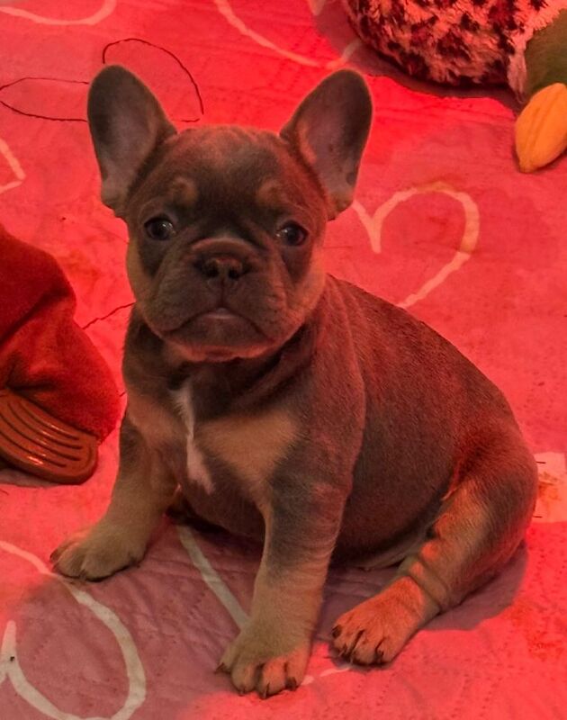 Kennel Club Registered French Bulldog Puppies For Sale