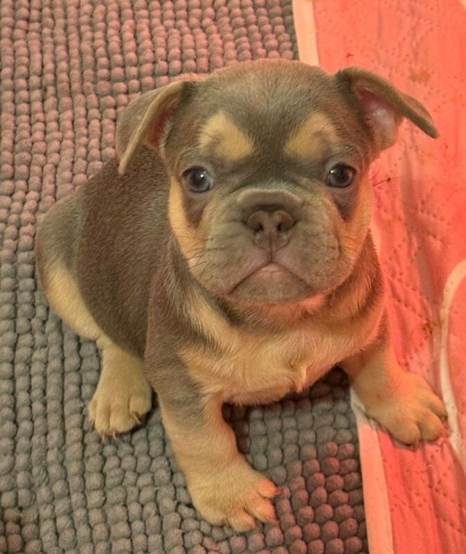 French Bulldog Puppies - Image 2 of 6