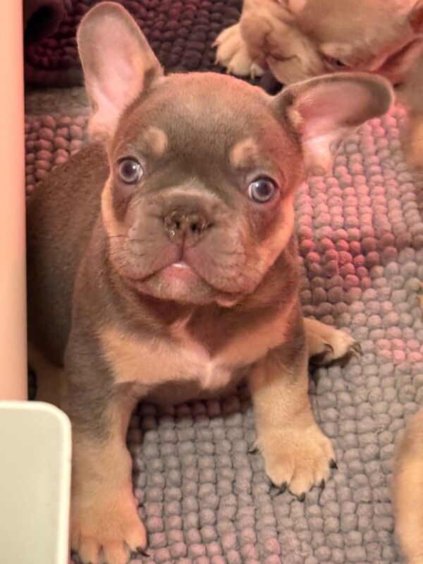 French Bulldog Puppies - Image 3 of 6