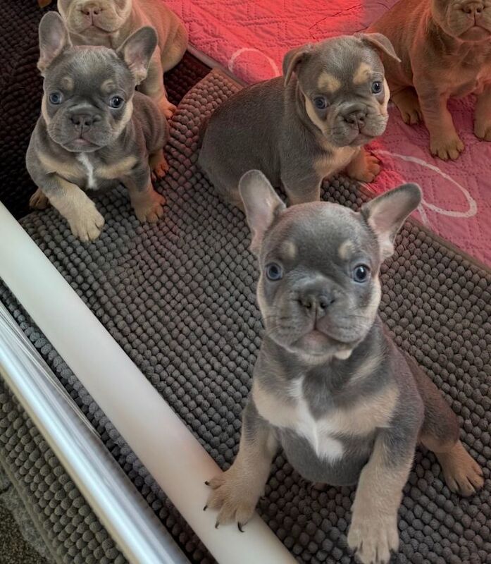 French Bulldog Puppies - Image 4 of 6