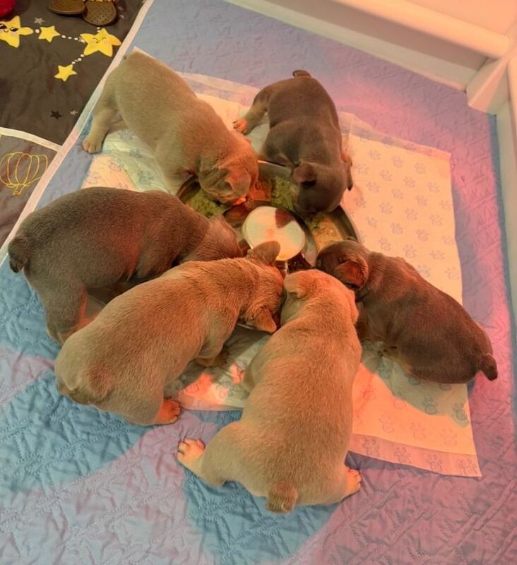 French Bulldog Puppies - Image 5 of 6
