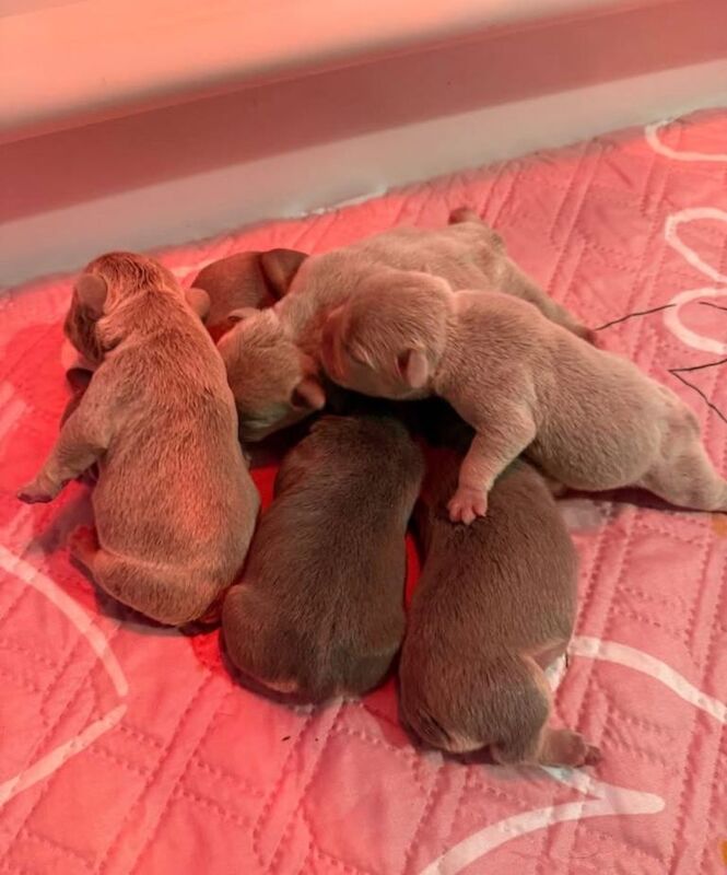 French Bulldog Puppies - Image 6 of 6