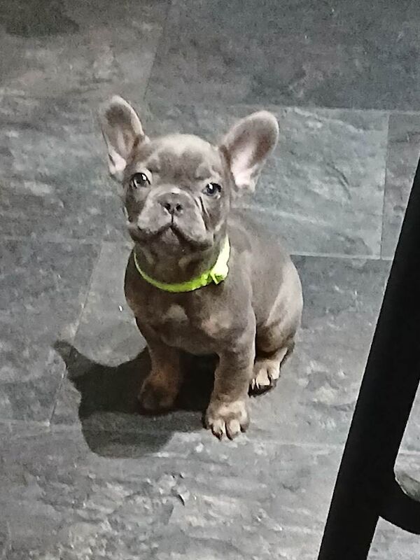 Frenchie Puppies For Sale