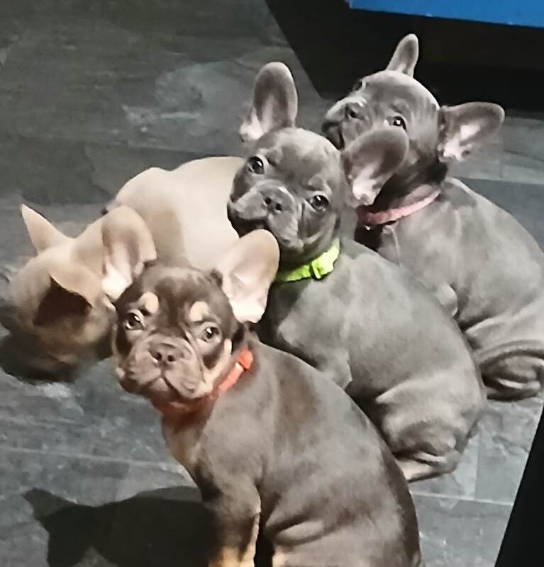 French bulldog puppies - Image 2 of 5