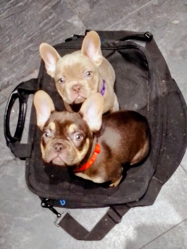 French bulldog puppies - Image 3 of 5