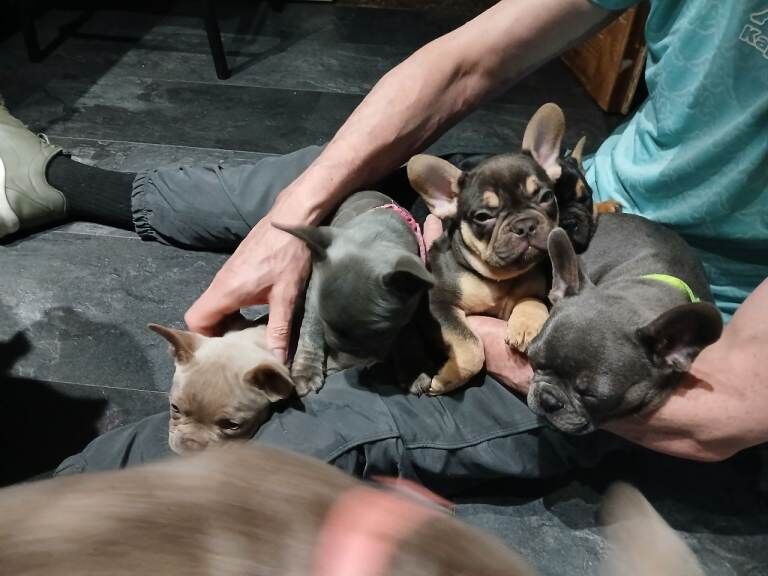 French bulldog puppies - Image 4 of 5