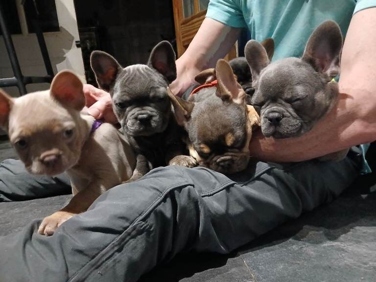 French bulldog puppies - Image 5 of 5