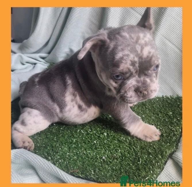 French Bulldog puppies