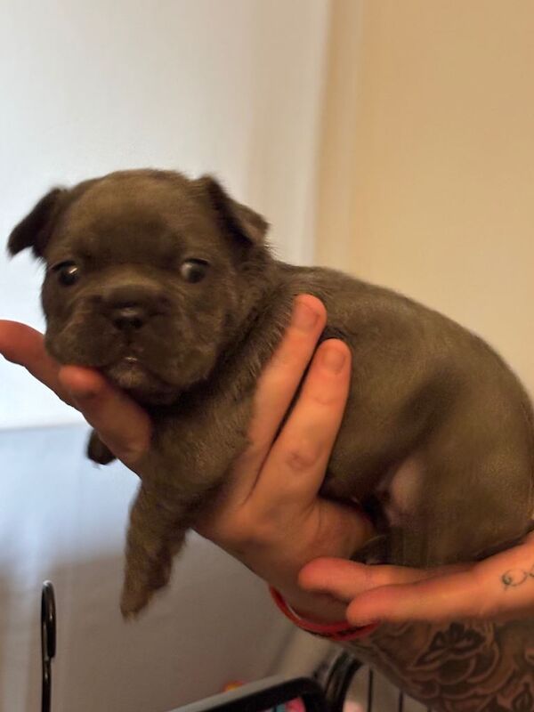 French bulldog puppies