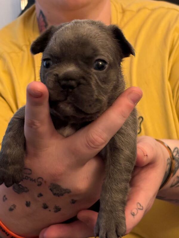 French bulldog puppies - Image 2 of 5