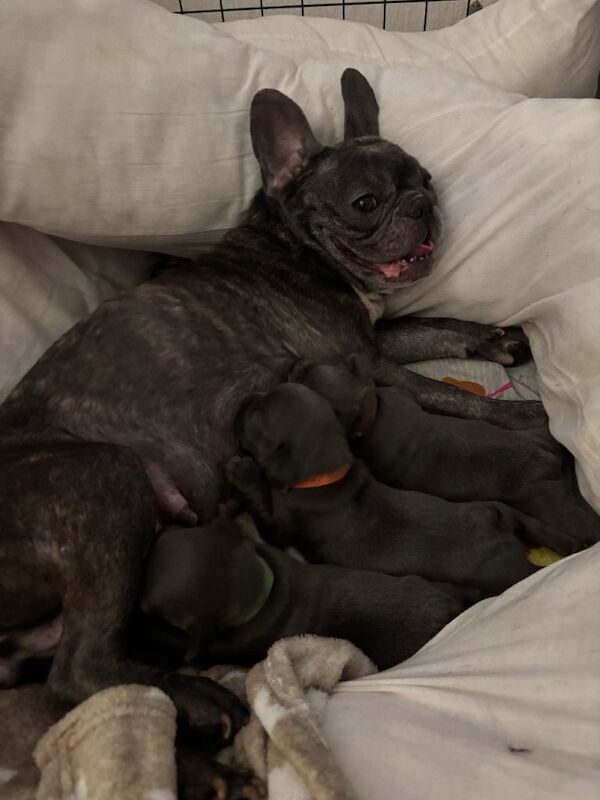 French bulldog puppies - Image 3 of 5