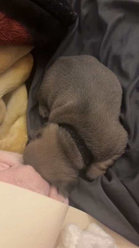 French bulldog puppies - Image 4 of 5