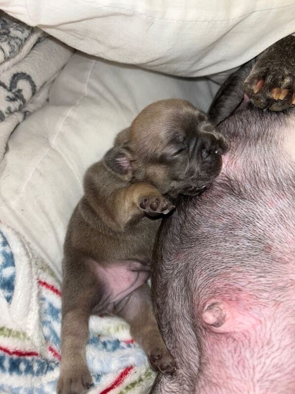 French bulldog puppies - Image 5 of 5