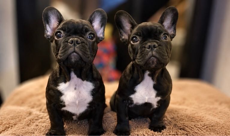French Bulldog Puppies