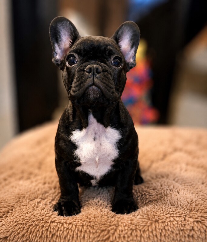 French Bulldog Puppies - Image 2 of 5