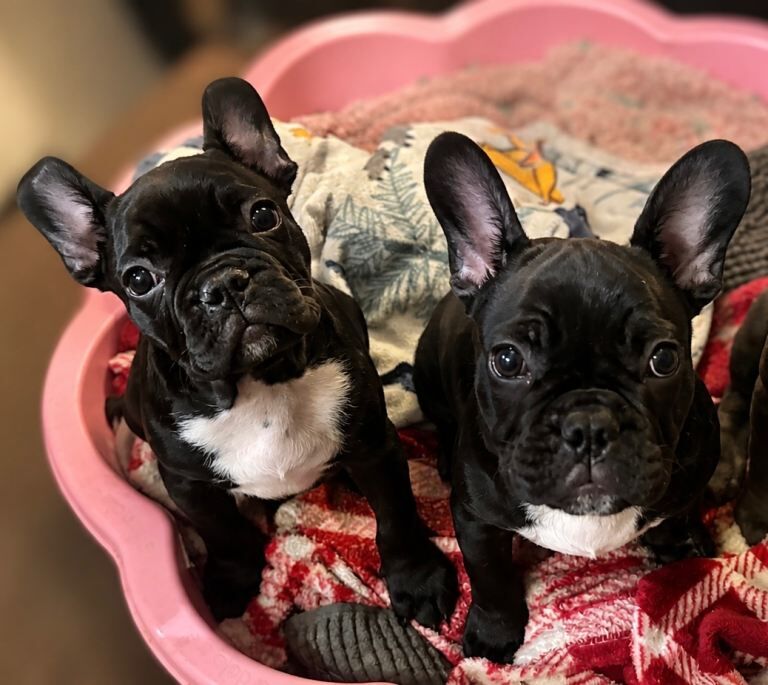 French Bulldog Puppies - Image 3 of 5