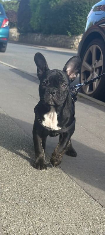 French Bulldog Puppies - Image 4 of 5