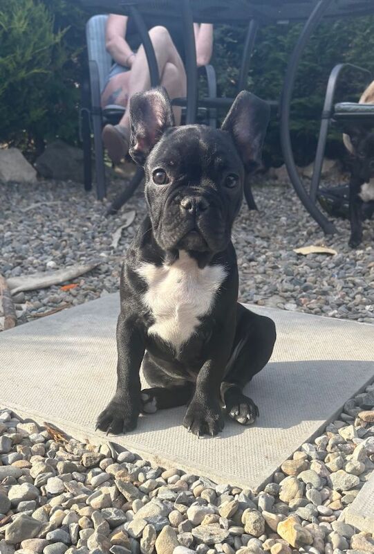 French Bulldog Puppies - Image 5 of 5