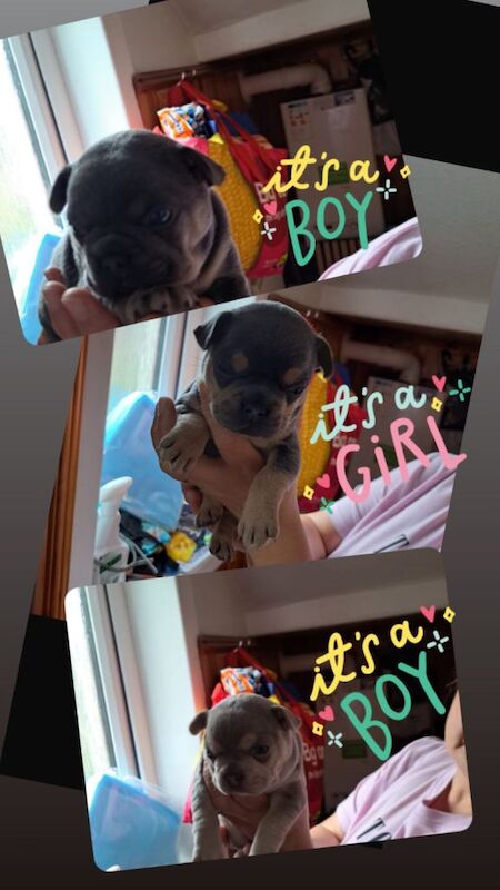 French bulldog puppies