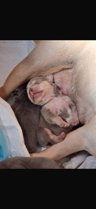French bulldog puppies - Image 2 of 3