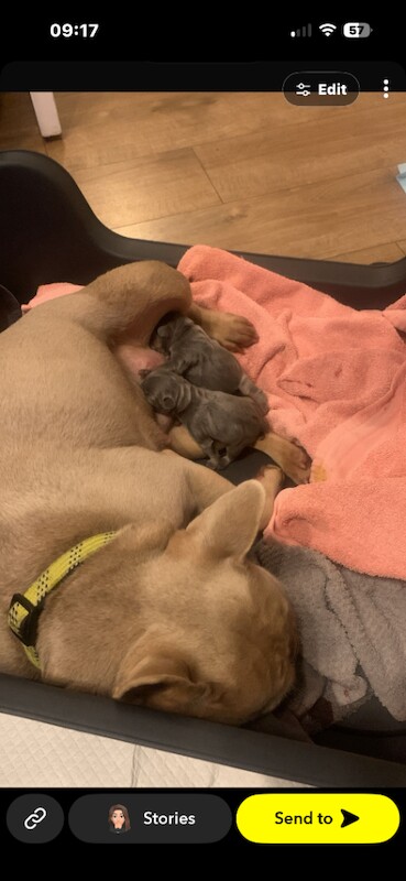 French bulldog puppies - Image 3 of 3