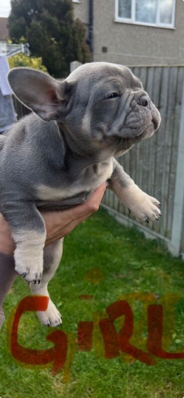 French bulldog puppies