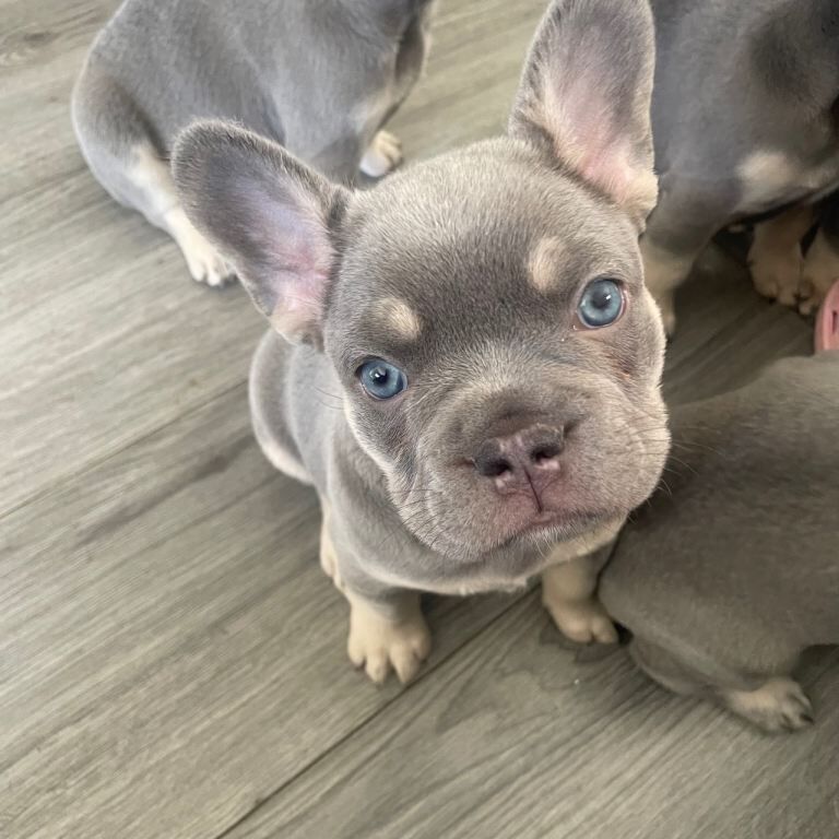 French Bulldog Puppies