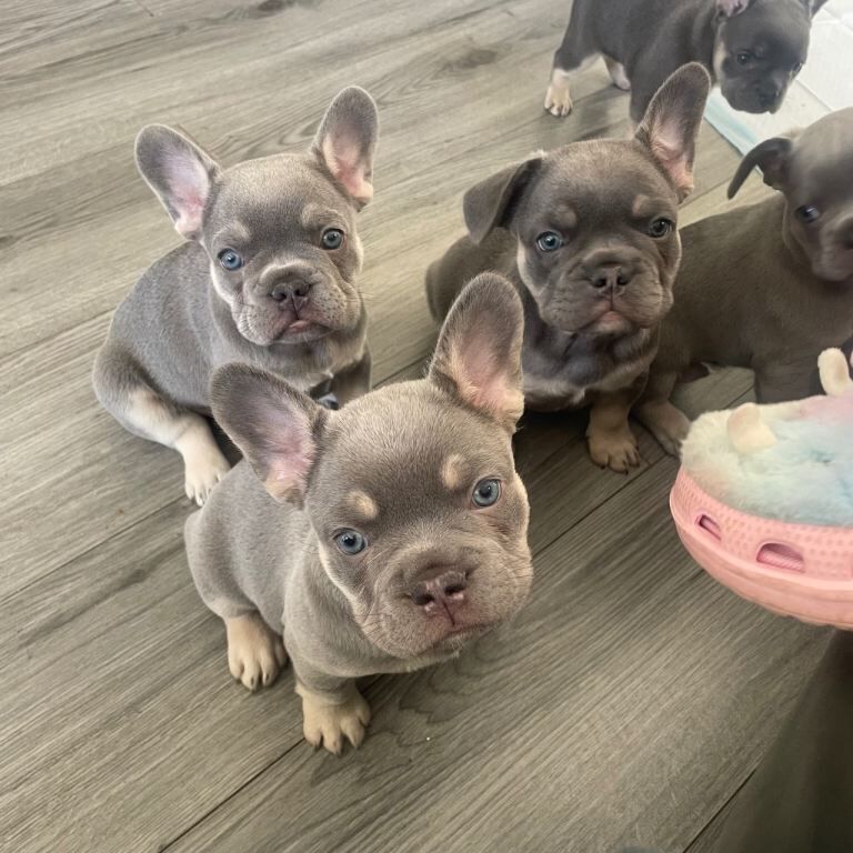 French Bulldog Puppies - Image 2 of 3