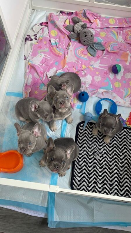 French Bulldog Puppies - Image 3 of 3