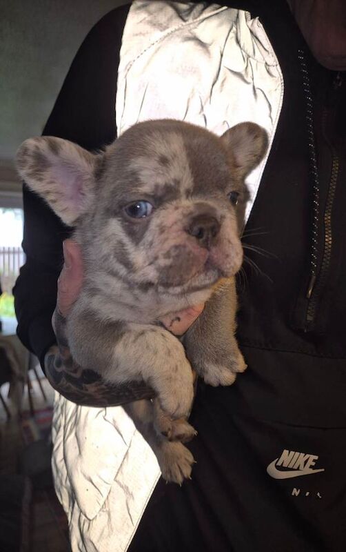 Frenchie Puppies For Sale