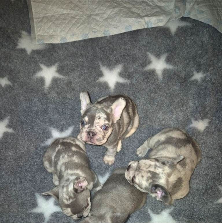 French bulldog puppies - Image 2 of 6