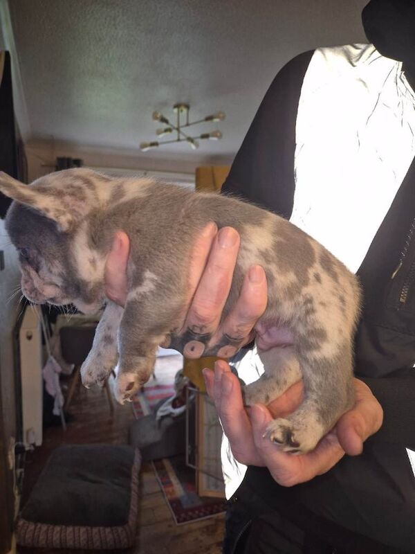 French bulldog puppies - Image 4 of 6