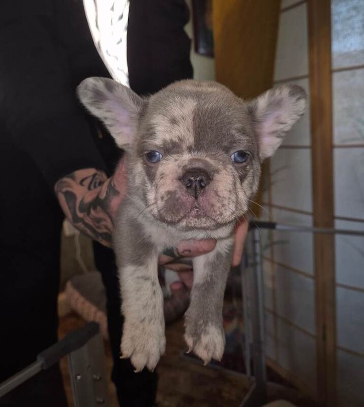 French bulldog puppies - Image 5 of 6
