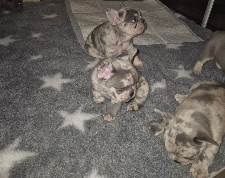 French bulldog puppies - Image 6 of 6