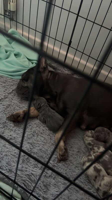 French bulldog puppies