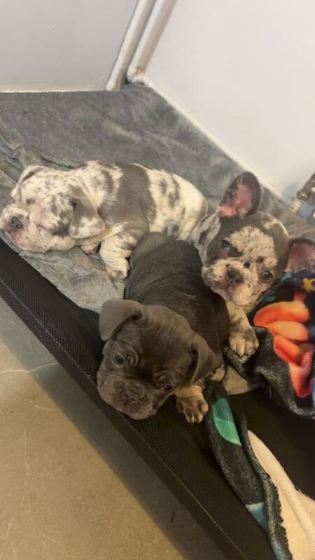 French bulldog puppies - Image 2 of 6