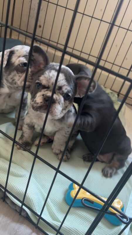 French bulldog puppies - Image 3 of 6