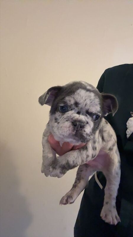 French bulldog puppies - Image 4 of 6