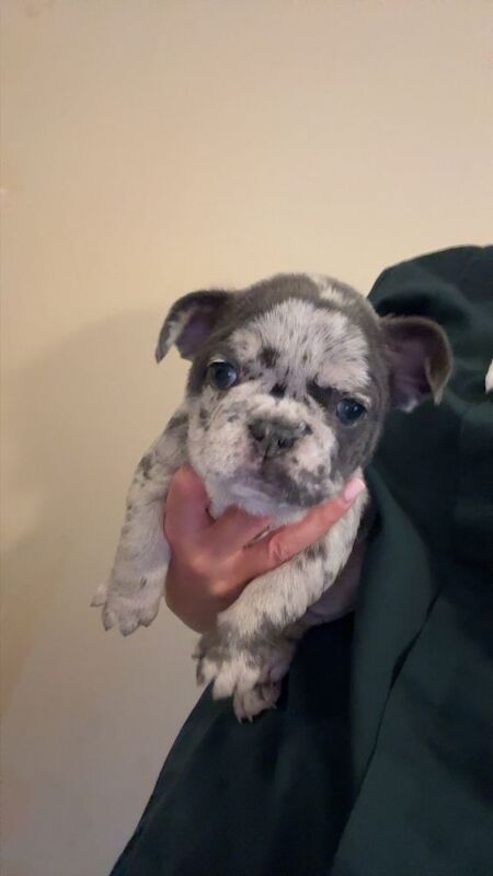 French bulldog puppies - Image 5 of 6