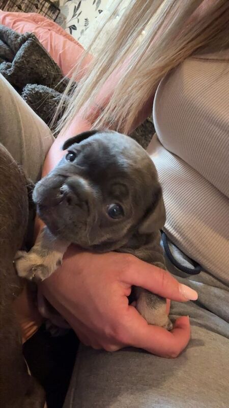 French bulldog puppies - Image 6 of 6